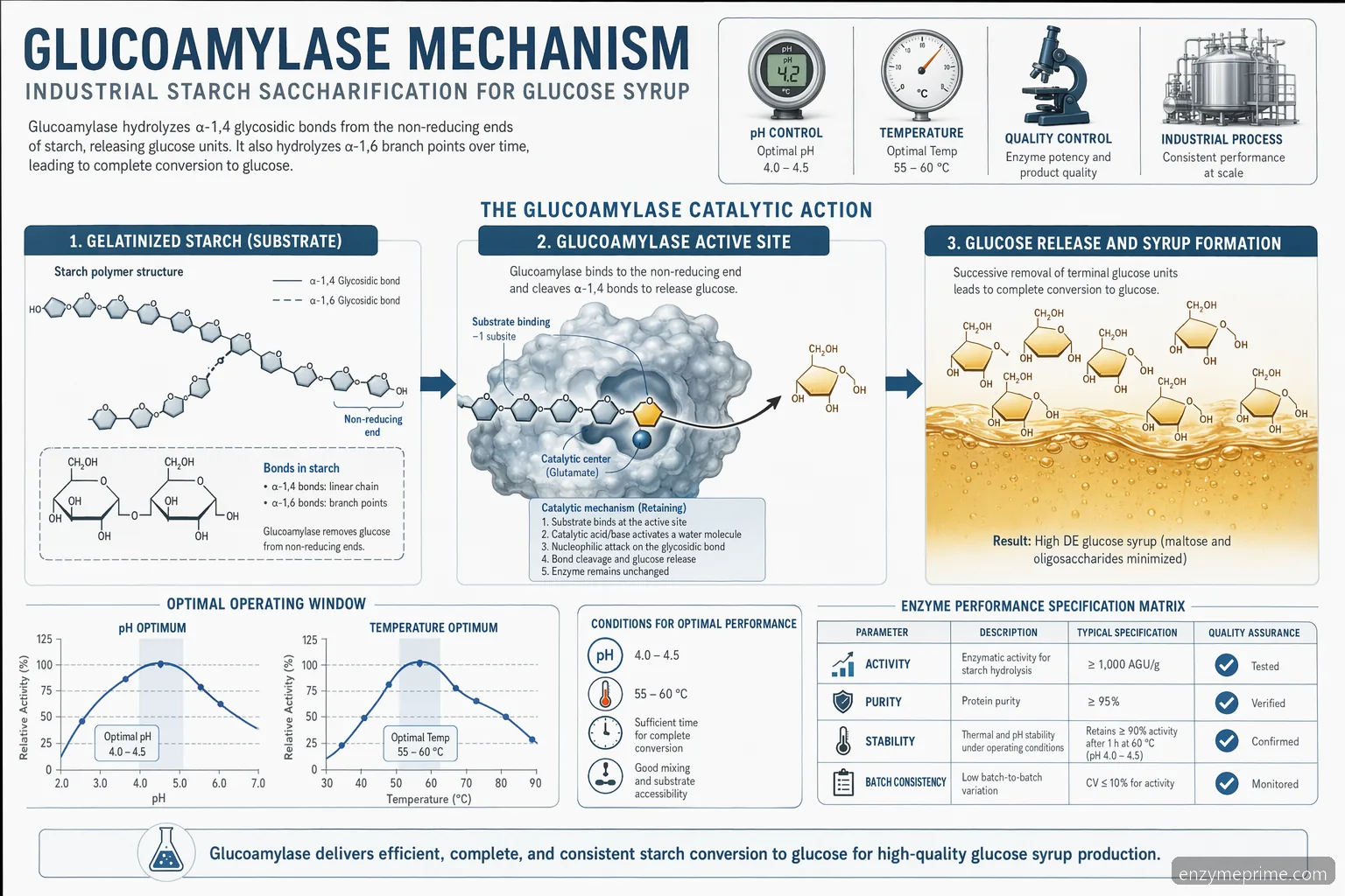 glucoamylase starch saccharification mechanism, showing starch chains converting to glucose under controlled pH and temperature